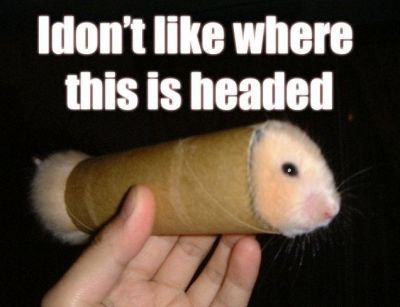 Hamster Missle
