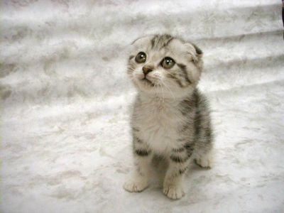 Cute Little Kitty
