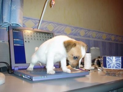 Puppy on laptop
Unexplained data losses now explained
