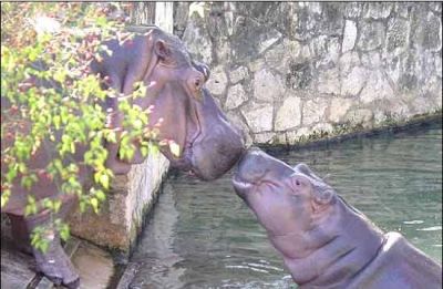 Hippos nose to nose
See? Even Rosie O'Donald can find love.

