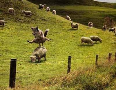 Sheep dog at play
