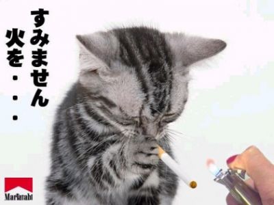 Kitty lights up

