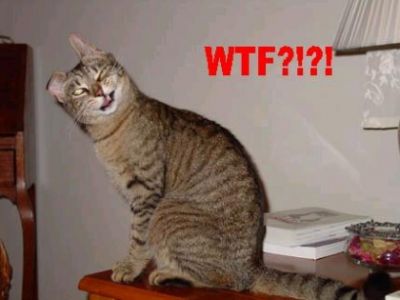 WTF cat
