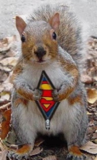 Super Squirrel! 
Watch out for your nuts
