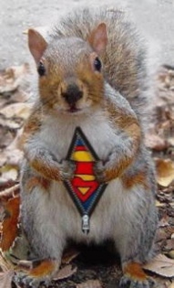 Super Squirrel! 
Watch out for your nuts
